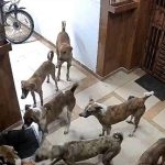 सोसाइटी की 6वीं मंजिल पर ‘आवारा कुत्तों का कब्जा’: CCTV में कैद खौफनाक मंजर!